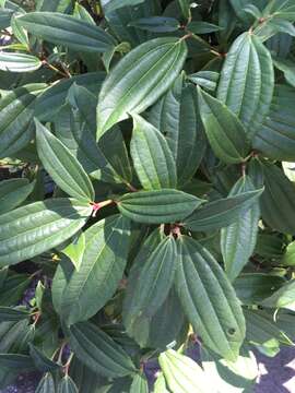 Image de Viburnum davidii Franch.