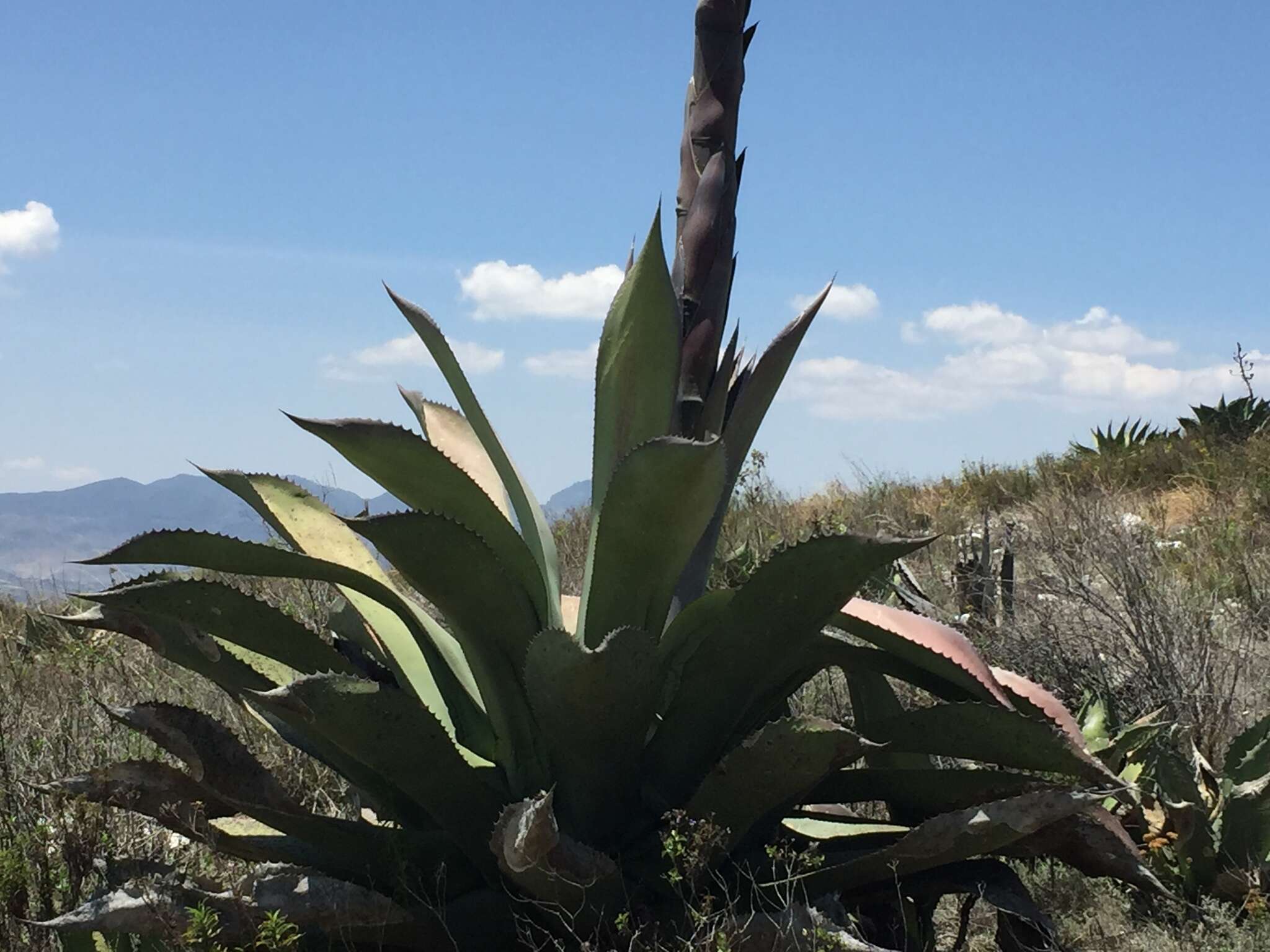 Image of Agave scaposa Gentry