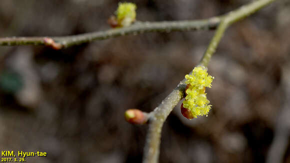 Image of Lindera obtusiloba Bl.