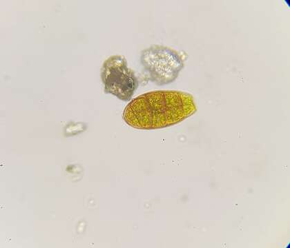 Image of zygodon moss