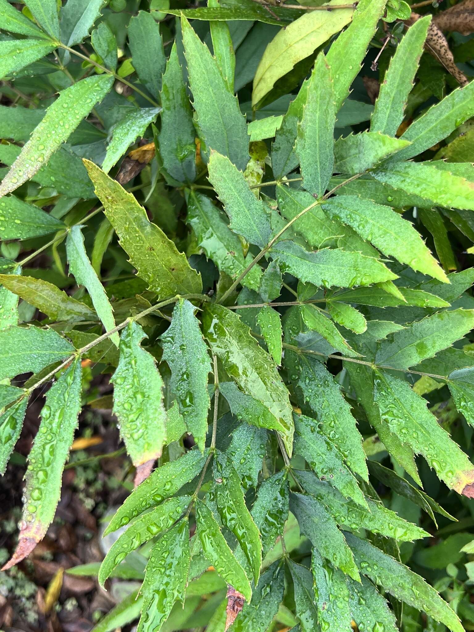 Image of Berberis fortunei Lindl.