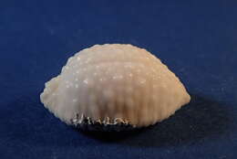 Image of Kernel cowry