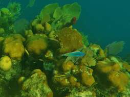 Image of Painted wrasse