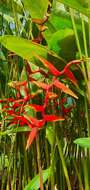 Image of Heliconia rauliniana Barreiros