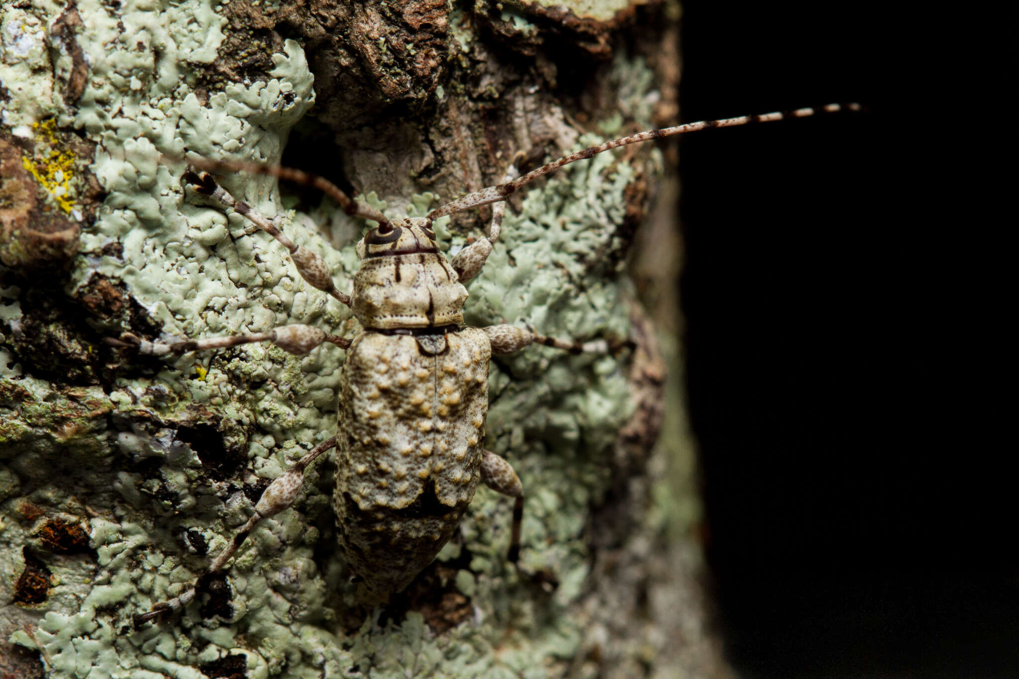 Image of Leptostylopsis argentatus (Jacquelin du Val 1857)