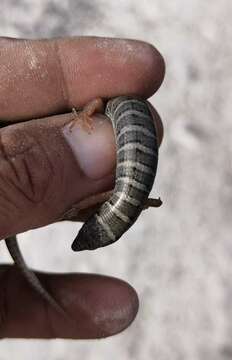 Image of Pygmy Alligator Lizard