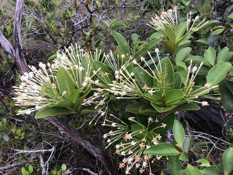 Plancia ëd Ixora francii Schltr. & K. Krause