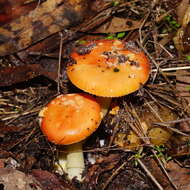 Image of Amanita xanthocephala (Berk.) D. A. Reid & R. N. Hilton 1980