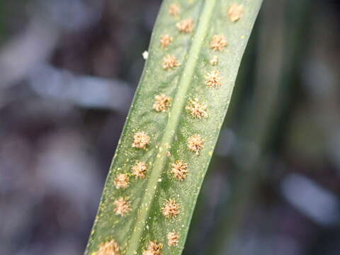 Campyloneurum angustifolium (Sw.) Fée的圖片