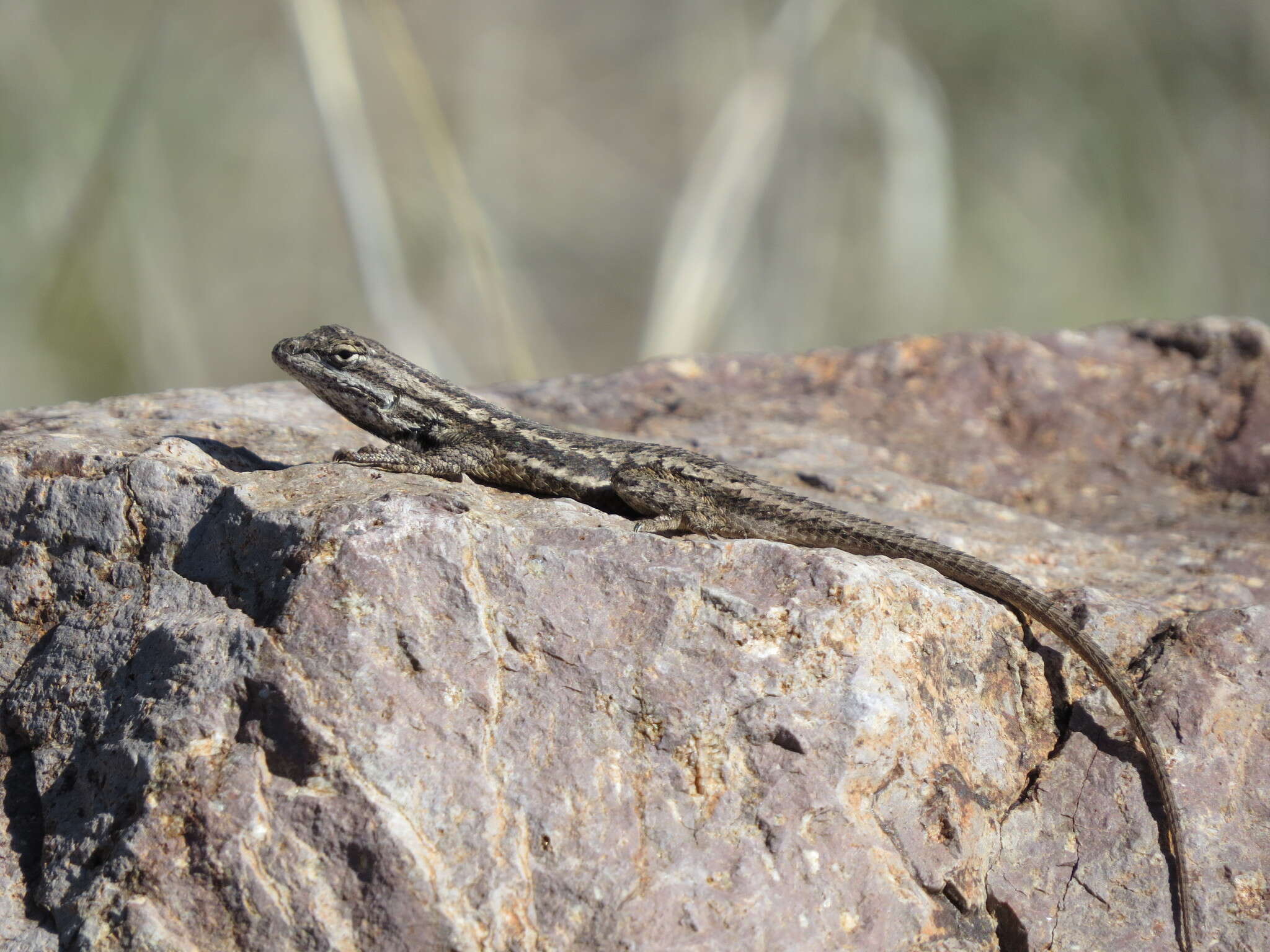 Sivun Sceloporus cowlesi Lowe & Norris 1956 kuva