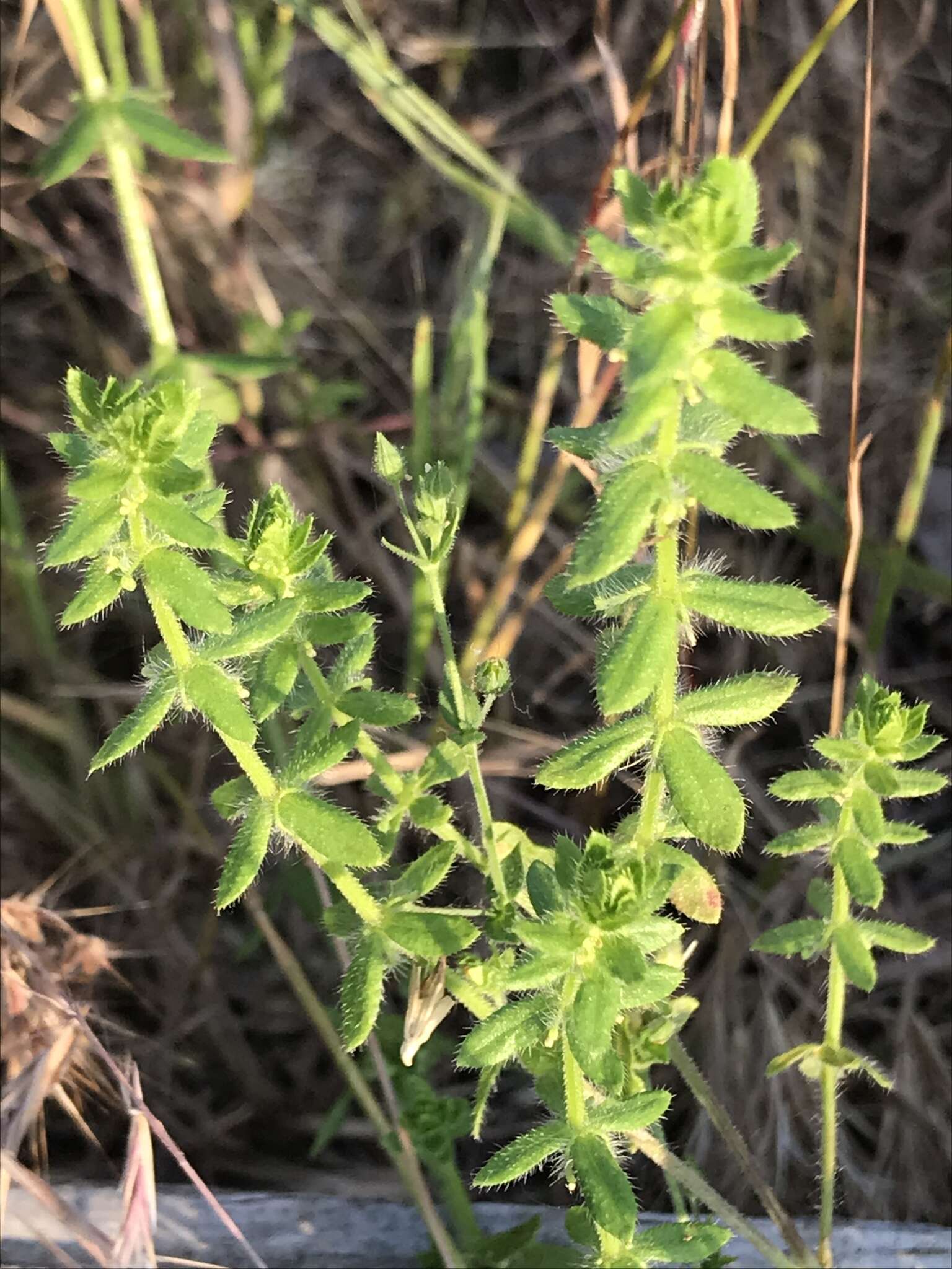 Image of piedmont bedstraw