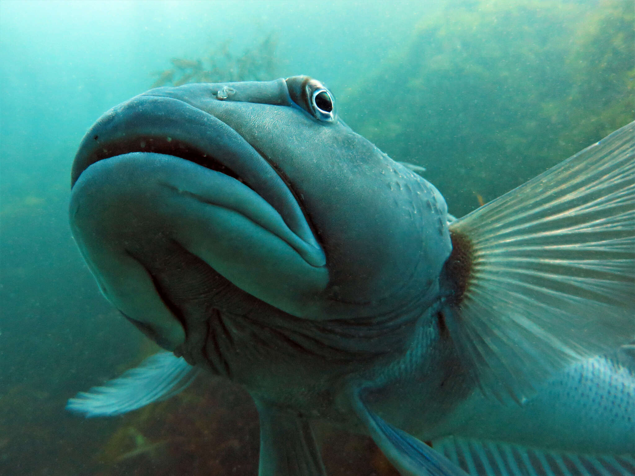 Image of Blue Cod