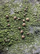 Image of scoliciosporum lichen