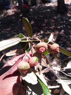 صورة Sarcolaena oblongifolia F. Gérard