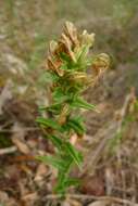 Image of Banded greenhood