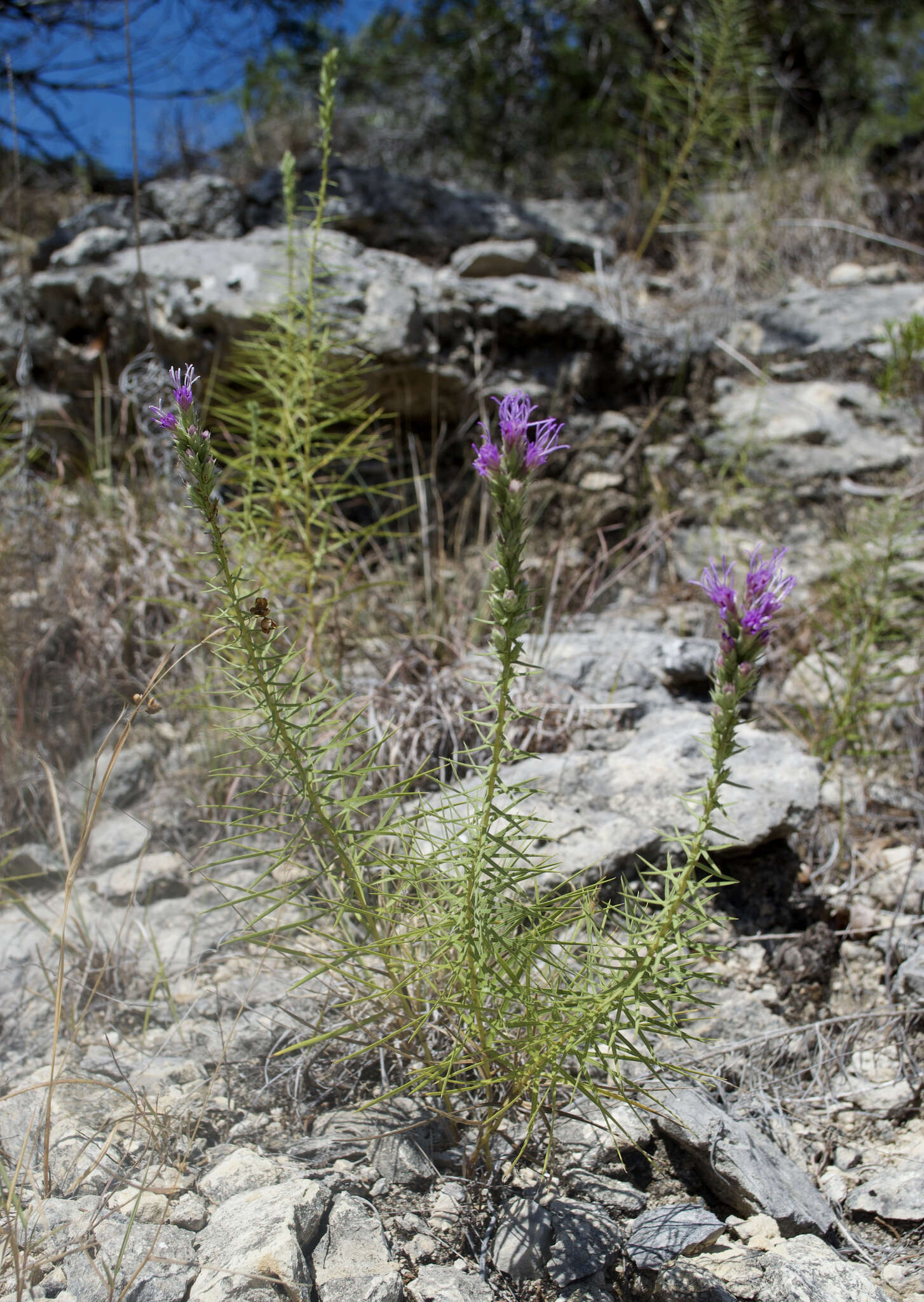 Image of glandular blazing star