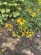 Image of longleaf sunflower