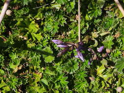 Image of Gentianella rapunculoides (Willd. ex Schultes) J. S. Pringle