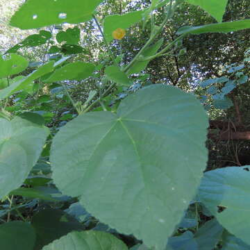 Imagem de Abutilon ramosum (Cav.) Guill.