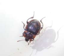 Image of Necrophilus subterraneus (Dahl 1807)