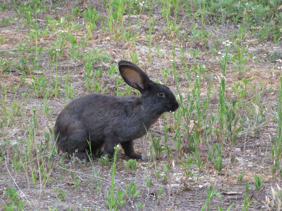 Image of Korean Hare