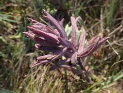 Image of Pt. Reyes bird's-beak