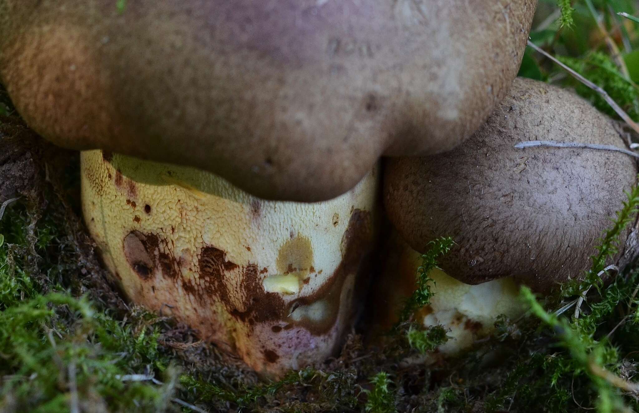 Image of butter bolete