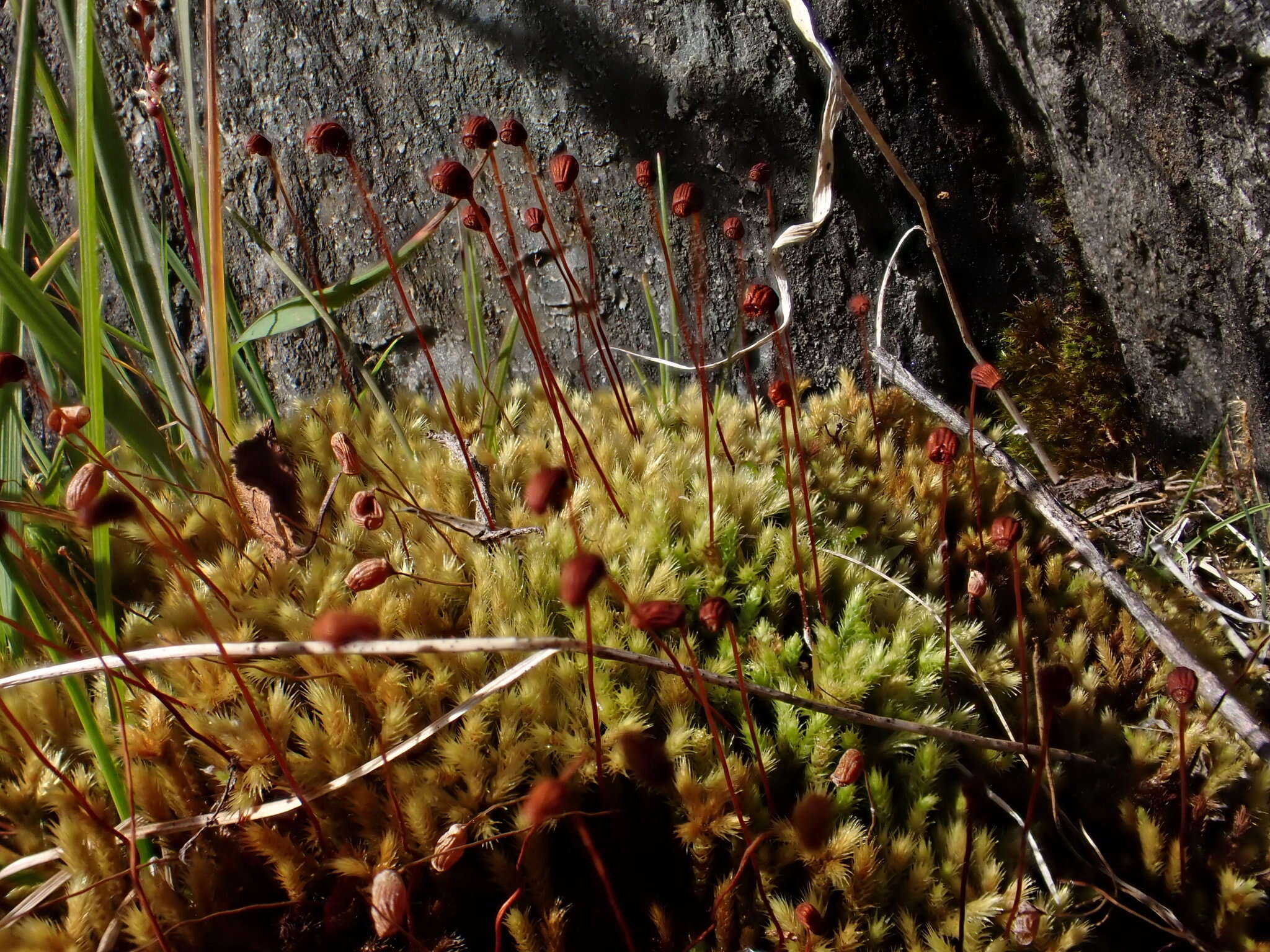 Image of woolly apple-moss