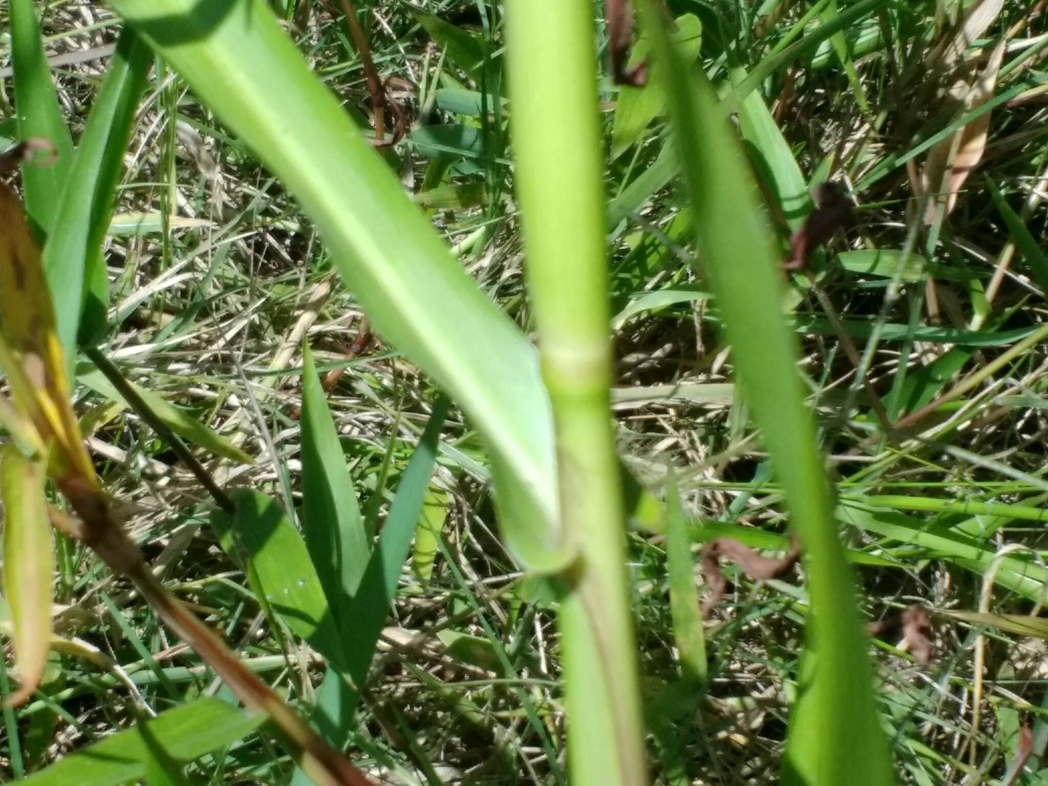 Plancia ëd Hymenachne amplexicaulis (Rudge) Nees