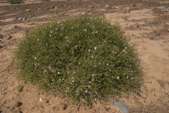 Image of Convolvulus virgatus Boiss.