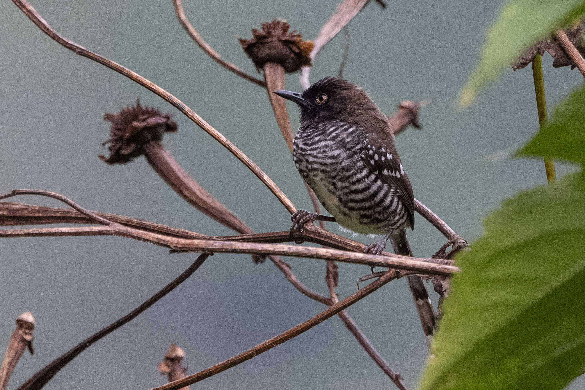 Image of Banded Prinia