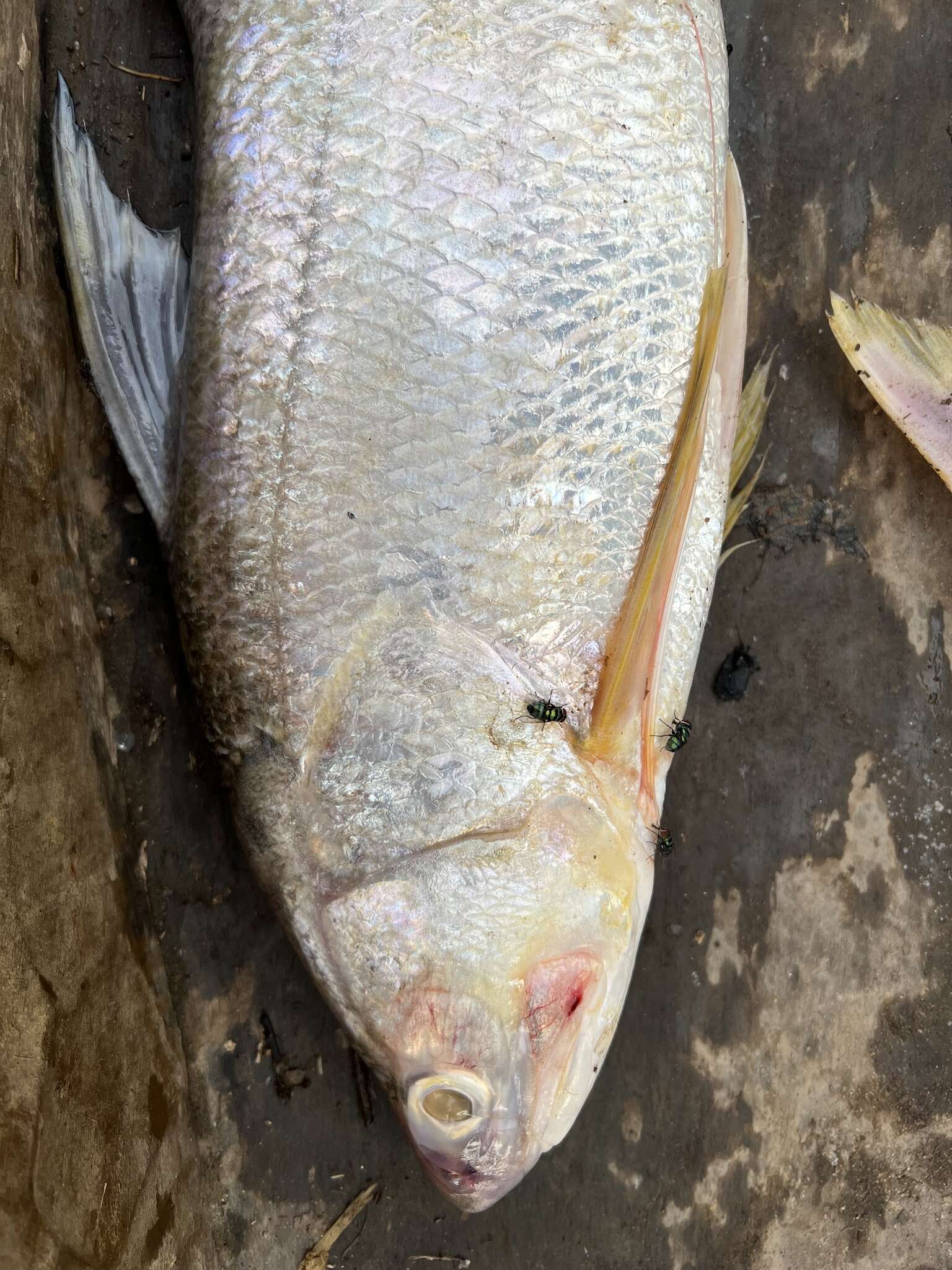 Image of Giant African threadfin