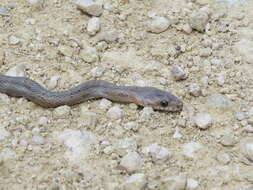 Image of Baird's Rat Snake