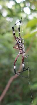 Imagem de Argiope ocula Fox 1938