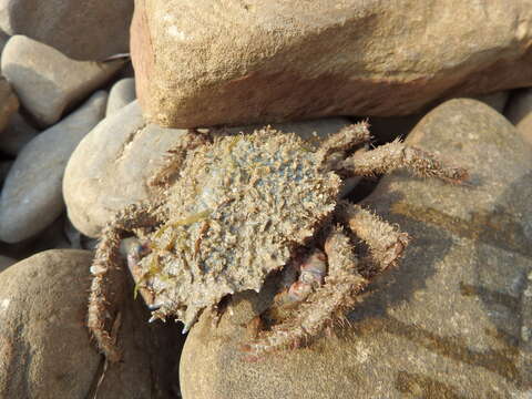 Image of lesser spider crab