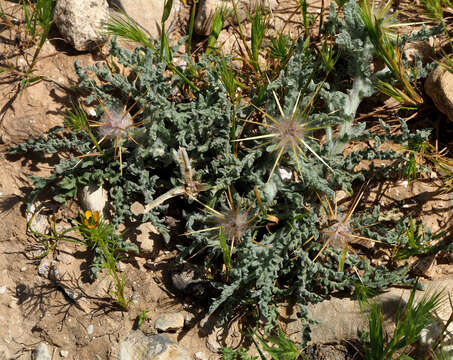Image of Centaurea aegyptiaca L.
