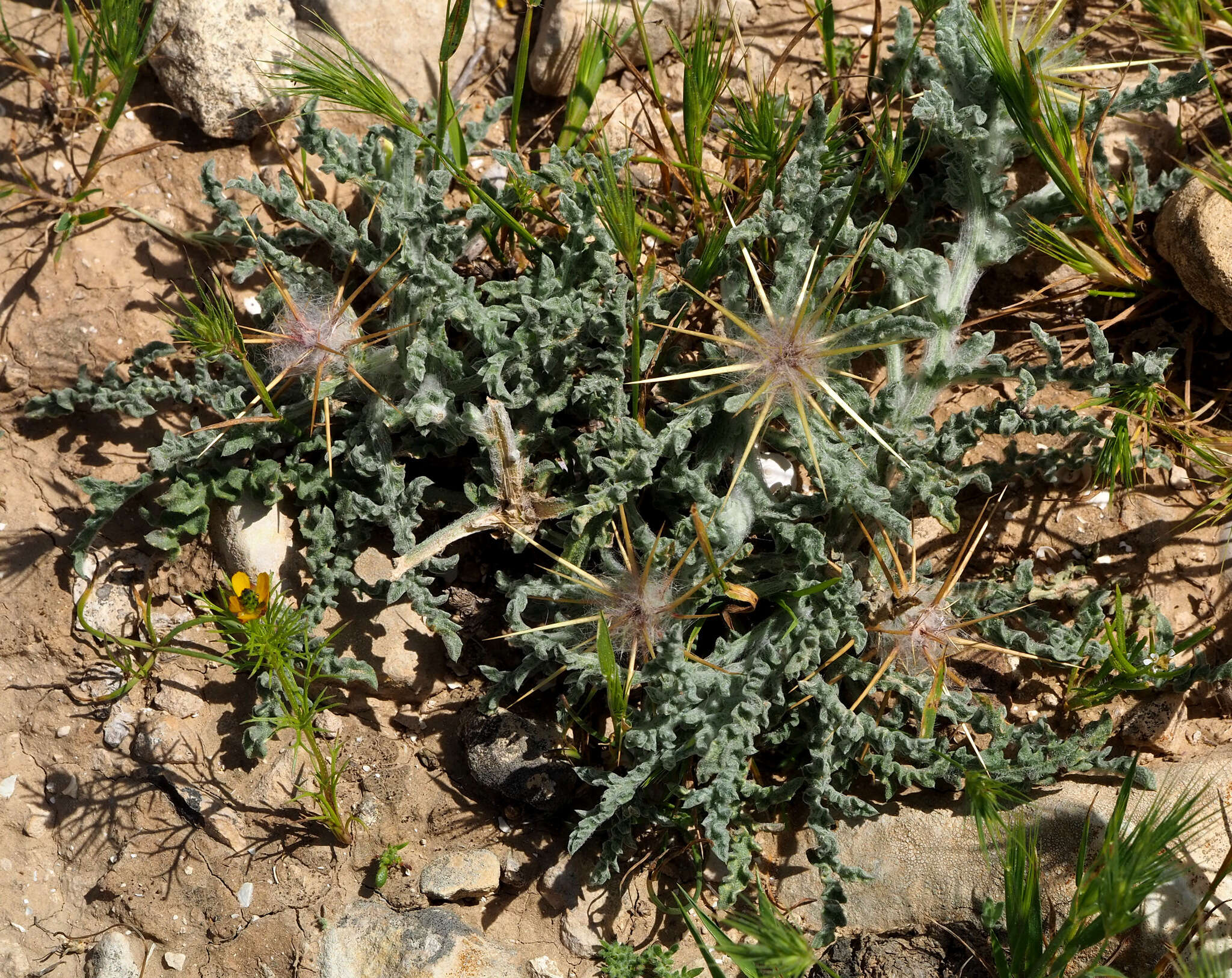 Image of Centaurea aegyptiaca L.