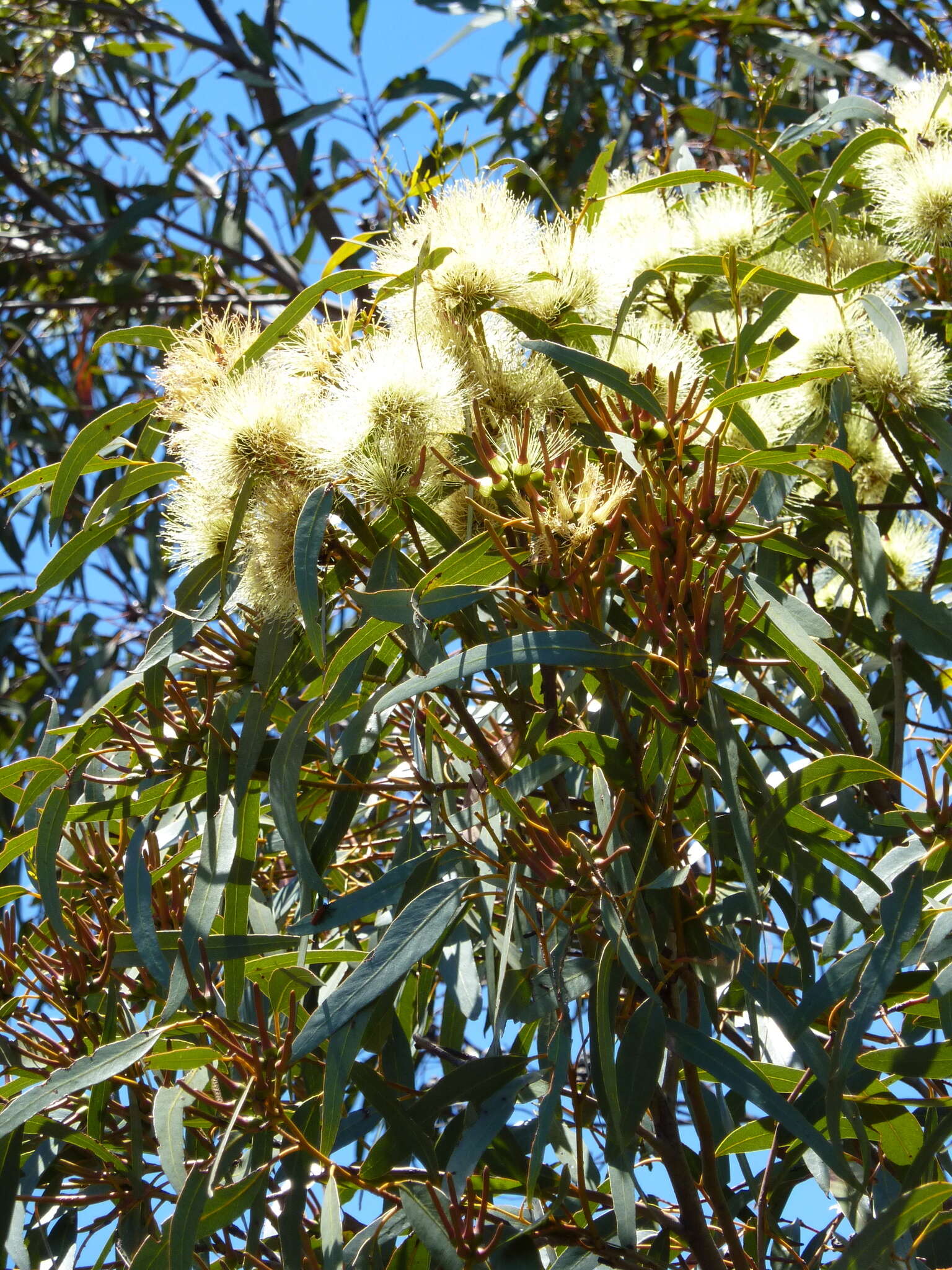 Image of long-flower marlock