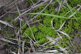 Image of Wahlenberg's pohlia moss