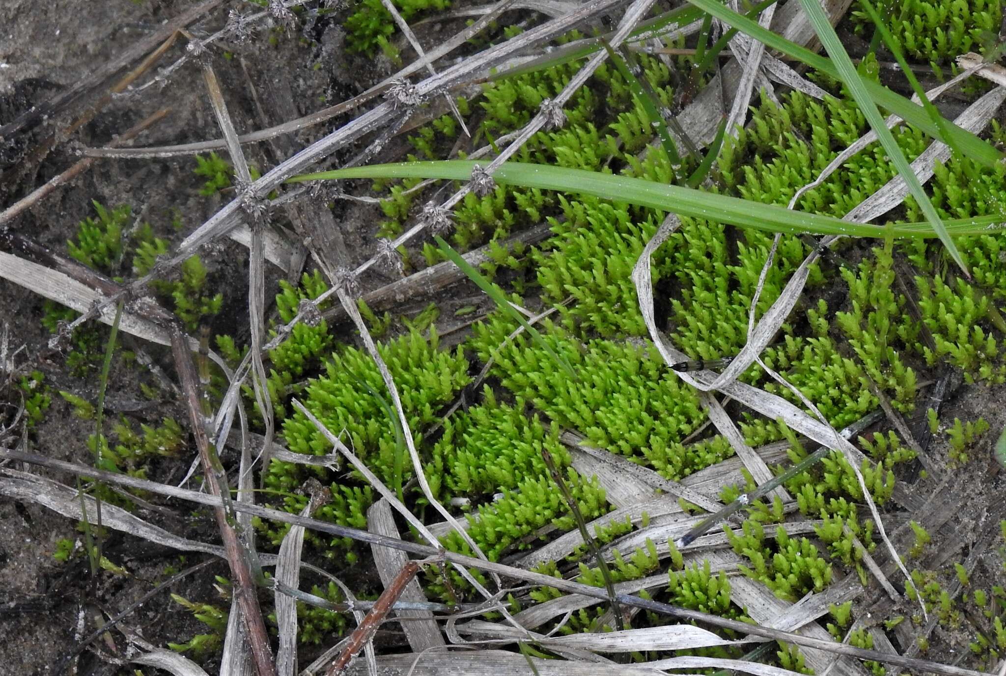 Image of Wahlenberg's pohlia moss