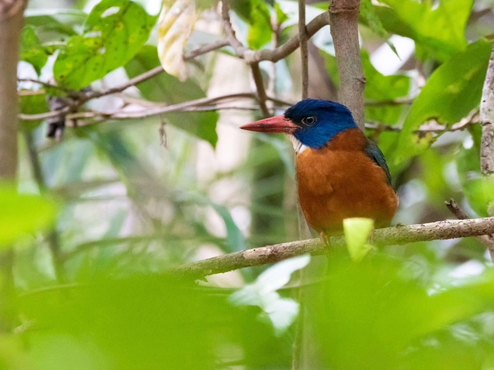 Image of Blue-headed Kingfisher