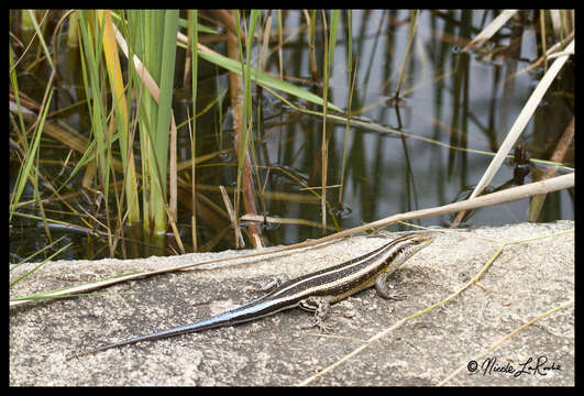 Image of Five-lined Skink