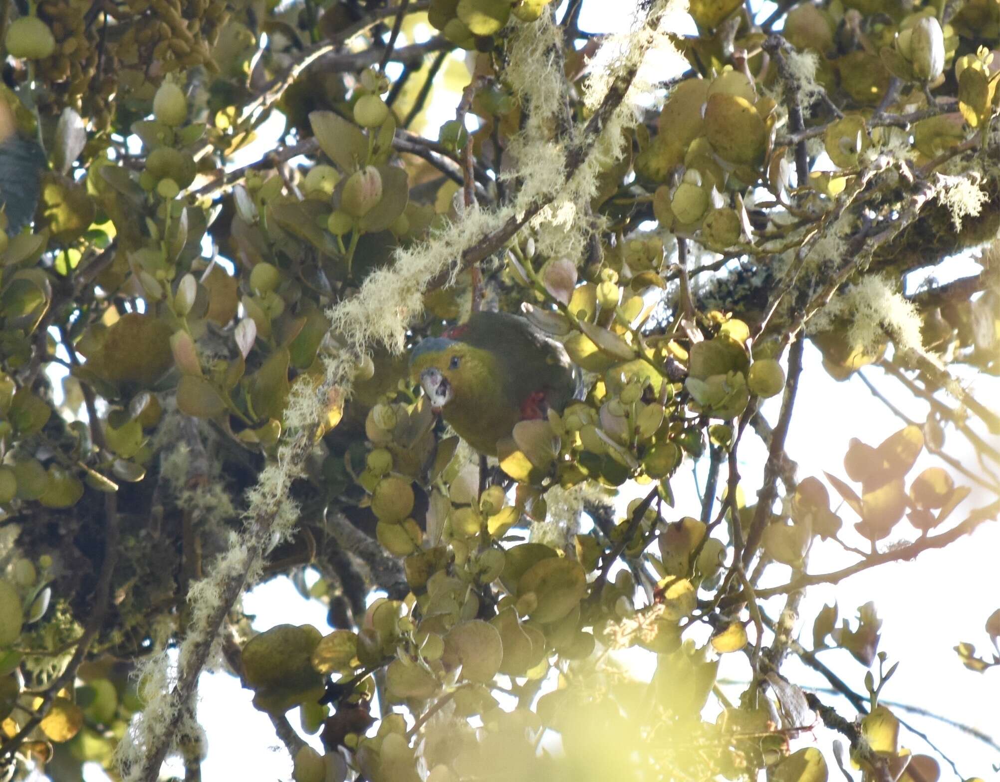 Image of Fuertes's Parrot