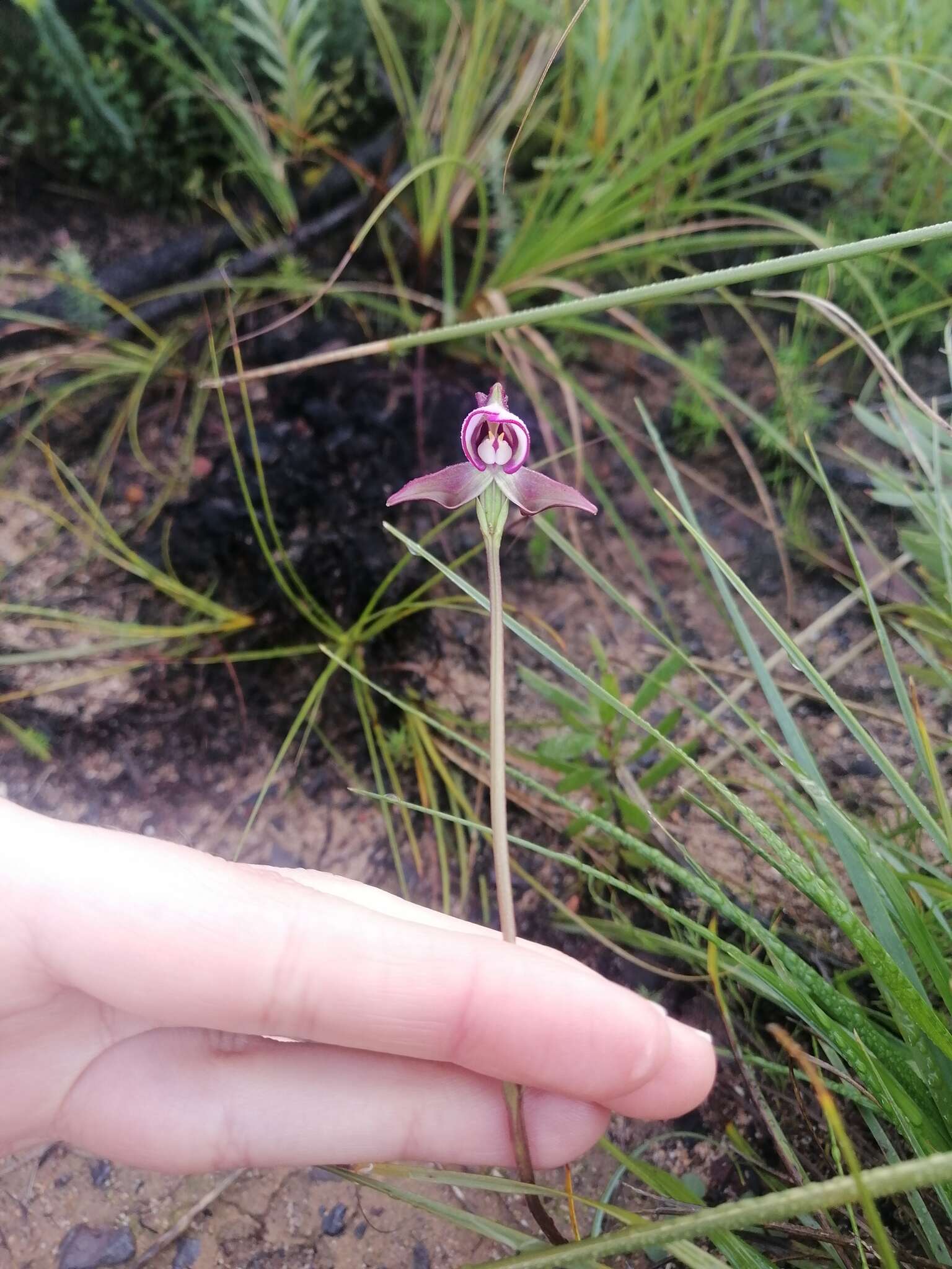 Image of Disperis capensis (L.) Sw.