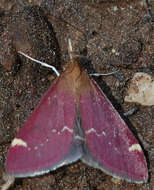 Image of Pyrausta grotei Munroe 1876