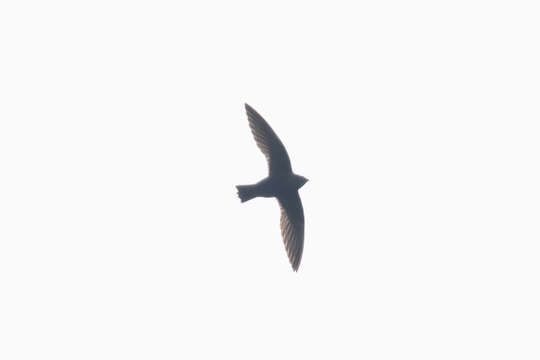 Image of White-naped Swift