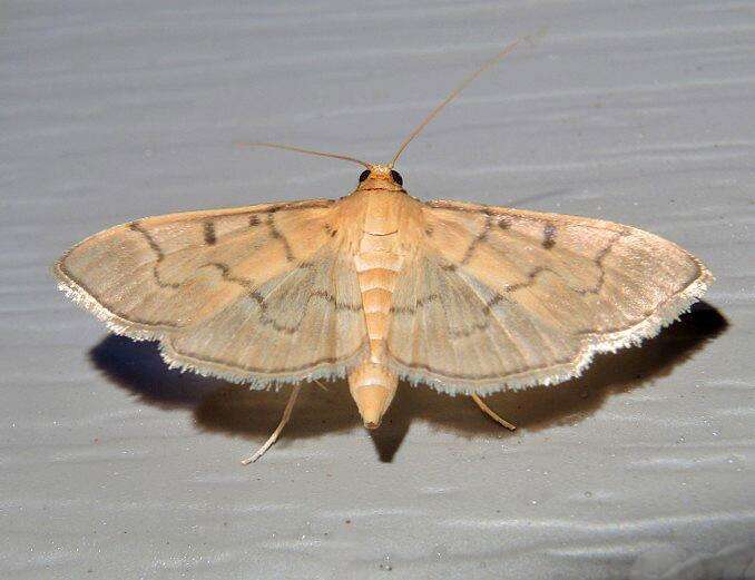 Herpetogramma theseusalis Walker 1859 resmi