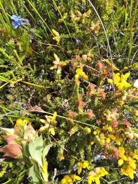 Слика од Liparia splendens (Burm. fil.) Bos & de Wit