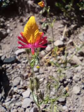 Imagem de Schizanthus coccineus (Phil.) J. M. Watson