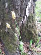 Image of Carex pilosa Scop.